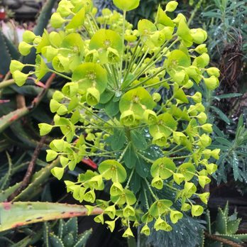 The Dry Garden - Nurseries & Gardening Near Me - Oakland, California The Dry Garden - Nurseries & Gardening Near Me - Oakland, California