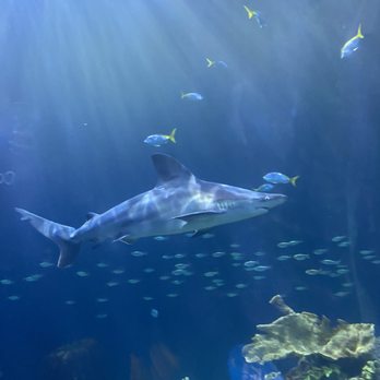 Shedd Aquarium - Aquariums Near Me - Chicago, Illinois