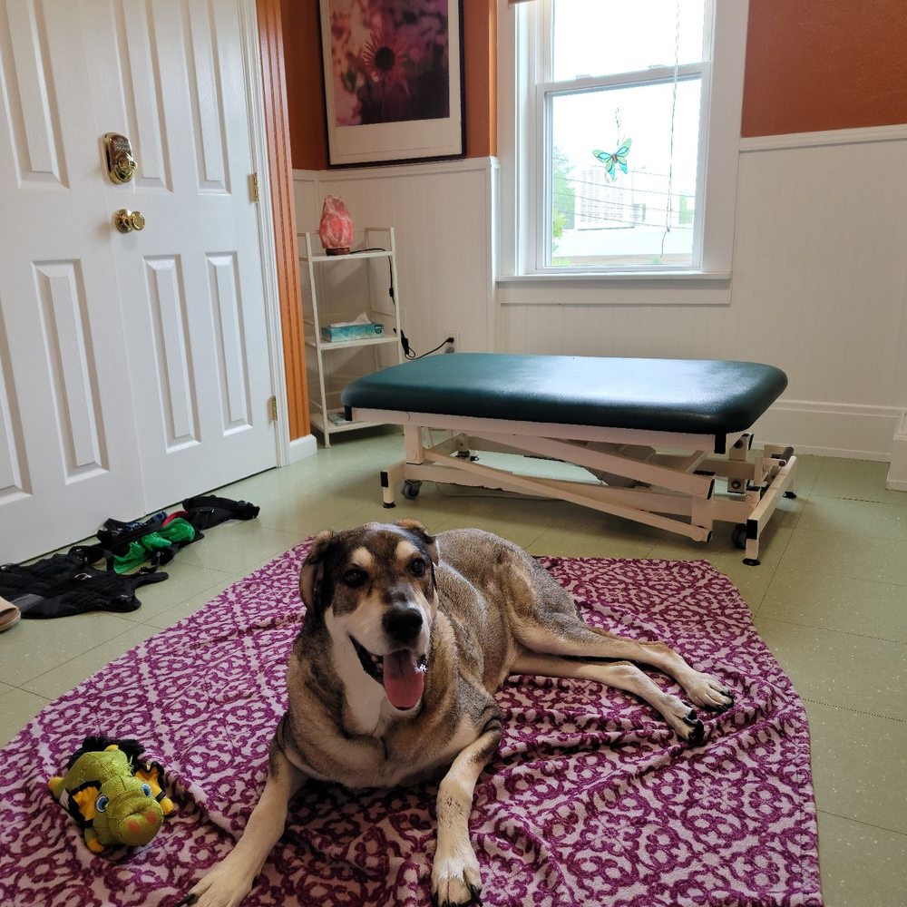 Veterinary Alternatives - Veterinarians Near Me - Dayton, Ohio Veterinary Alternatives - Veterinarians Near Me - Dayton, Ohio