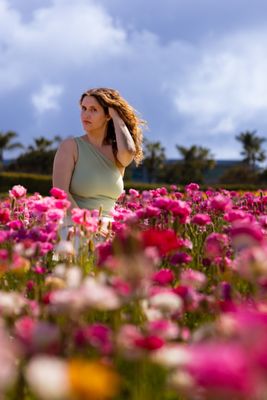The Flower Fields by null