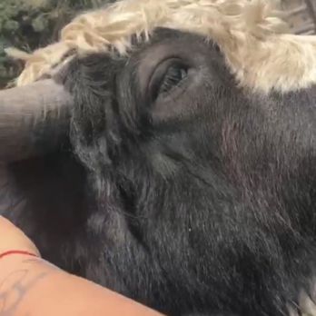 Olympic Game Farm - Zoos Near Me - Sequim, Washington