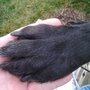 Photo of Aunt Rosie's Pet Care Services