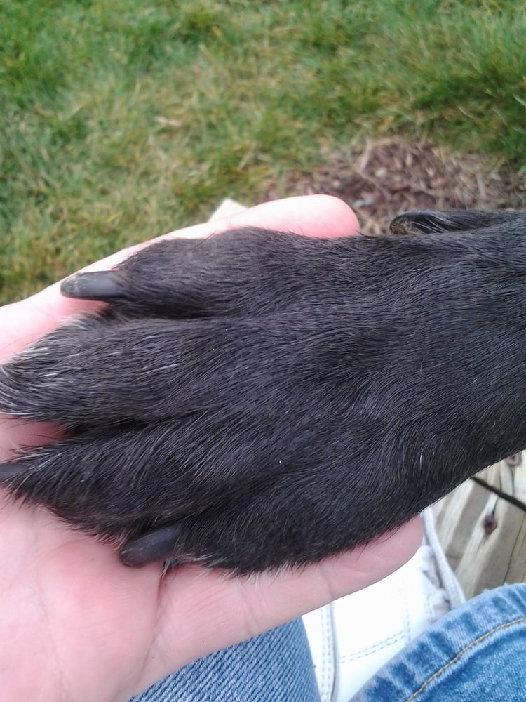 AUNT ROSIE’S PET CARE SERVICES Updated June 2024 Fishers, Indiana