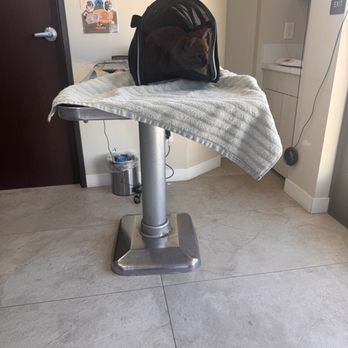 Atlas Pet Hospital - Our cat Oliver in exam room - Veterinarians Near Me - Norco, California Atlas Pet Hospital - Our cat Oliver in exam room - Veterinarians Near Me - Norco, California