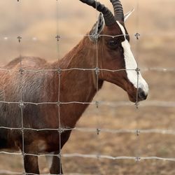 B Bryan Preserve - Blesbok antelope