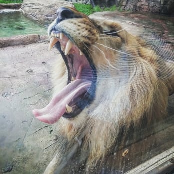 Cameron Park Zoo - Zoos Near Me - Waco, Texas Cameron Park Zoo - Zoos Near Me - Waco, Texas