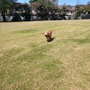 Rooted Dog Training - Off leash fun - Pet Training Near Me