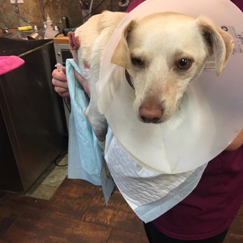 AV Veterinary Center - Veterinarians Near Me - Lancaster, California AV Veterinary Center - Veterinarians Near Me - Lancaster, California