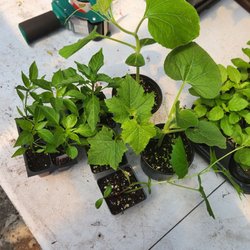 Aritra's Garden