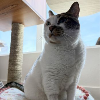 Promenade Veterinary Hospital - Lost in the sauce after her dental appointment - Veterinarians Near Me - Long Beach, California