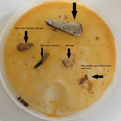 Chivo de Oro - This is a picture of the lid the Cabeza came in on which I placed the bones. Luckily None of them became lodged into my gums, or stomach.