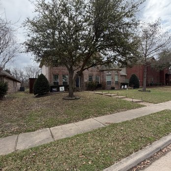 North Dallas Tree & Sod - Before pic of massive oak tree that Geoff trimmed to allow the sod to thrive - Tree Services Near Me - The Colony, Texas