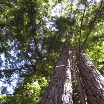Soquel Demonstration State Forest - Tree view looking up - Parks Near Me - Los Gatos, California Soquel Demonstration State Forest - Tree view looking up - Parks Near Me - Los Gatos, California