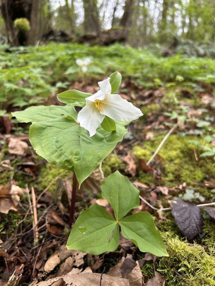 Skinner's Butte - wedding in Eugene, OR