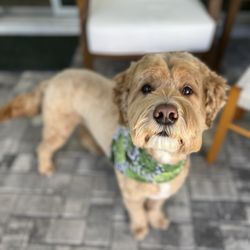 Zen Dog Grooming And Boutique - 4/14/26