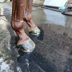 CK Farrier