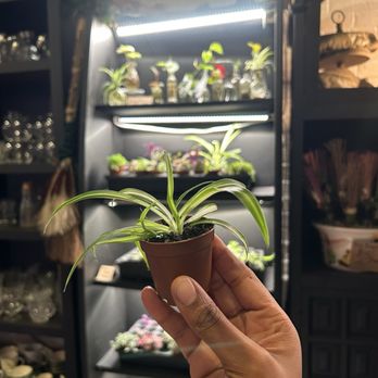 MossLife - Nurseries & Gardening Near Me - Hartford, Connecticut