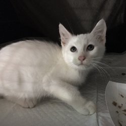 New Beginnings Feral Cat Rescue