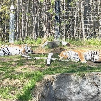 The Alaska Zoo - Sleeping Tigers - Zoos Near Me - Anchorage, Alaska The Alaska Zoo - Sleeping Tigers - Zoos Near Me - Anchorage, Alaska