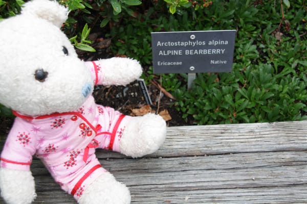 Memorial University Botanical Garden by null