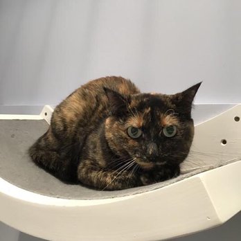 Club Cat - Baby getting settled in - Pet Boarding Near Me - Irvine, California