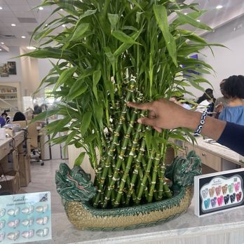 Venice Nails - Charlotte - Plants - Nail Salons Near Me - Charlotte, North Carolina Venice Nails - Charlotte - Plants - Nail Salons Near Me - Charlotte, North Carolina