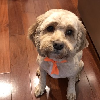 Orange Grooming - Pet Groomers Near Me - Miami, Florida Orange Grooming - Pet Groomers Near Me - Miami, Florida