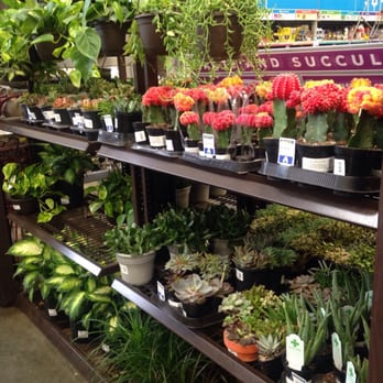 Lowe's Home Improvement - Prices ranged from 2.98-$5.98 per individual plant, they had a four plant pack for $9.98 and many pre arranged pots (prices varied) - Nurseries & Gardening Near Me - Bellingham, Washington Lowe's Home Improvement - Prices ranged from 2.98-$5.98 per individual plant, they had a four plant pack for $9.98 and many pre arranged pots (prices varied) - Nurseries & Gardening Near Me - Bellingham, Washington