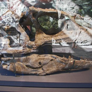 Dinosaur National Monument - Allosaurus Skull - Landmarks & Historical Buildings Near Me - Jensen, Utah Dinosaur National Monument - Allosaurus Skull - Landmarks & Historical Buildings Near Me - Jensen, Utah