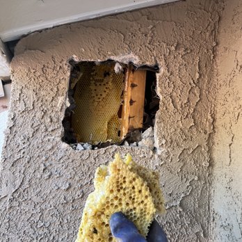 Hornets Pest Solutions - Beehive removal - Pest Control Near Me Hornets Pest Solutions - Beehive removal - Pest Control Near Me