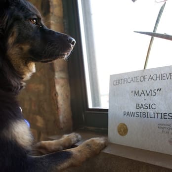 Anything Is Pawzible - Mavis remembers all the fun she had in Basic Pawsibilities! - Pet Training Near Me - Chicago, Illinois Anything Is Pawzible - Mavis remembers all the fun she had in Basic Pawsibilities! - Pet Training Near Me - Chicago, Illinois
