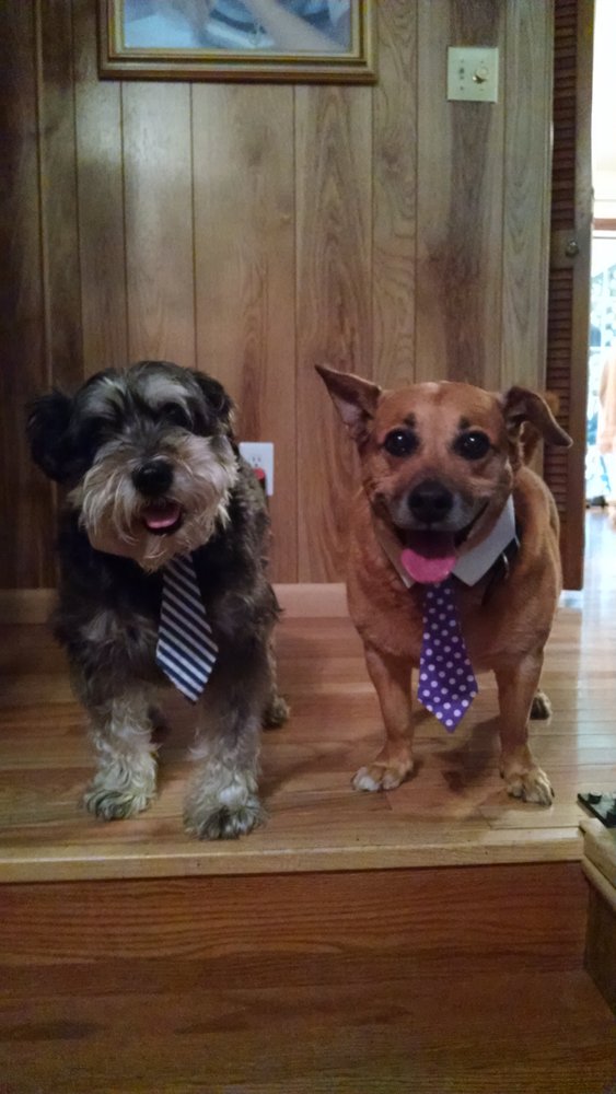 COMPANION ANIMAL HOSPITAL 3315 Roller Dr, Kingsport, Tennessee