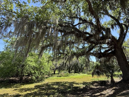 Jungle Gardens by null