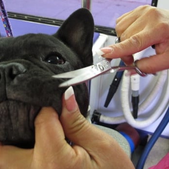 Carrera Cuts - "A little off the top, please!" - Pet Groomers Near Me - Upland, California Carrera Cuts - "A little off the top, please!" - Pet Groomers Near Me - Upland, California