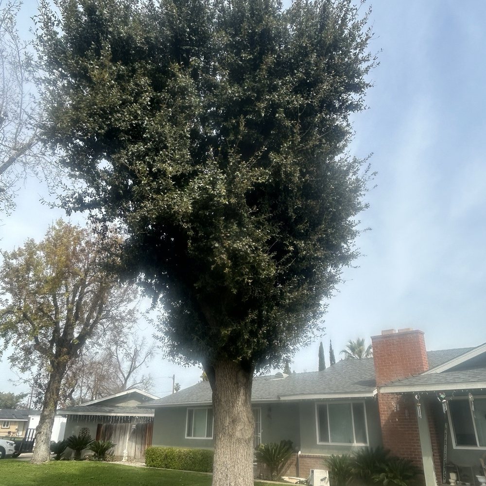 Caliarbor - Tree Services Near Me Caliarbor - Tree Services Near Me