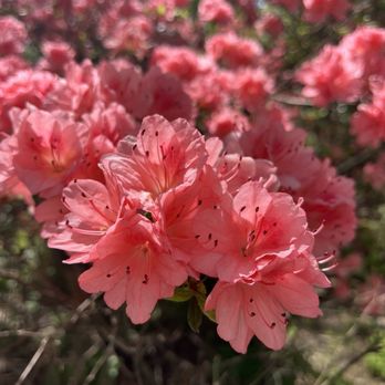 Brighton Azalea Garden - Azaleas in full bloom - Botanical Gardens Near Me - Brookeville, Maryland Brighton Azalea Garden - Azaleas in full bloom - Botanical Gardens Near Me - Brookeville, Maryland
