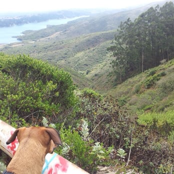 Sweeney Ridge - Mabel checks out Sweeney Ridge. - Parks Near Me - San Bruno, California Sweeney Ridge - Mabel checks out Sweeney Ridge. - Parks Near Me - San Bruno, California