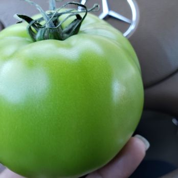 H & S Produce - The $2.12 Green Tomato... On the expensive side, but I really have a craving for some Fried Green Tomatoes today. - Fruits & Veggies Near Me - Detroit, Michigan H & S Produce - The $2.12 Green Tomato... On the expensive side, but I really have a craving for some Fried Green Tomatoes today. - Fruits & Veggies Near Me - Detroit, Michigan