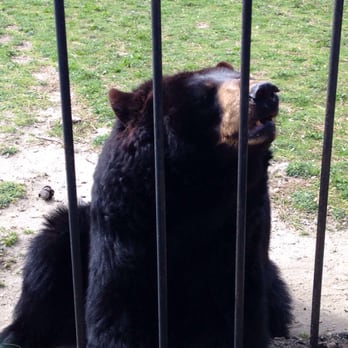 Popcorn Park Zoo - A cute (but probably ferocious) bear - Zoos Near Me - Forked River, New Jersey