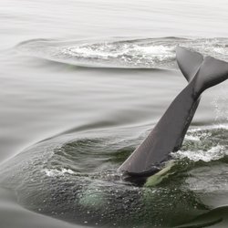 Santa Cruz Whale Watching - Orka whale diving near our boat. This was a color photo, but because of the heavy fog, it looks like a black and white.