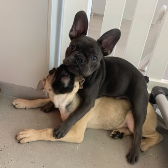 Pupculture - Daycare friend! - Pet Groomers Near Me - New York, New York Pupculture - Daycare friend! - Pet Groomers Near Me - New York, New York