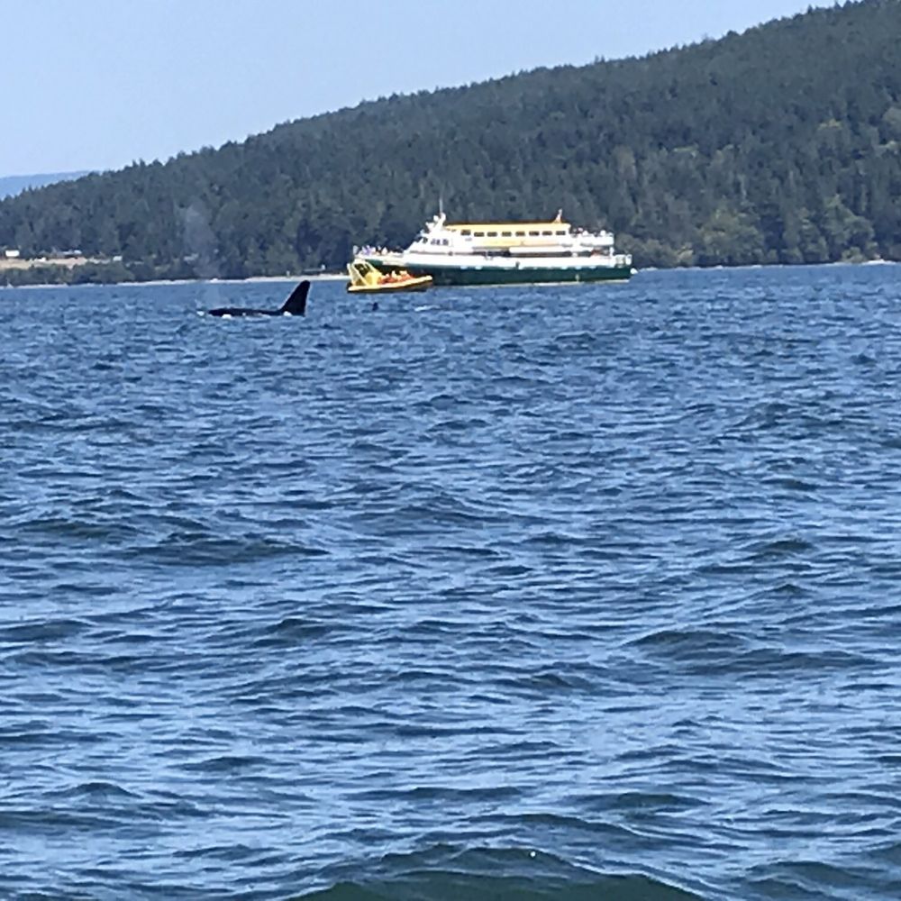 Maya's Legacy Whale Watching - Whale in distance - part of a family of five that we observed - Whale Watching Tours Near Me - Friday Harbor, Washington Maya's Legacy Whale Watching - Whale in distance - part of a family of five that we observed - Whale Watching Tours Near Me - Friday Harbor, Washington
