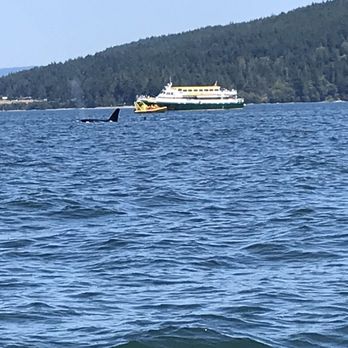 Maya's Legacy Whale Watching - Whale in distance - part of a family of five that we observed - Whale Watching Tours Near Me - Friday Harbor, Washington Maya's Legacy Whale Watching - Whale in distance - part of a family of five that we observed - Whale Watching Tours Near Me - Friday Harbor, Washington