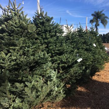 CA Jones Trees - Christmas Trees Near Me - Fountain Valley, California CA Jones Trees - Christmas Trees Near Me - Fountain Valley, California