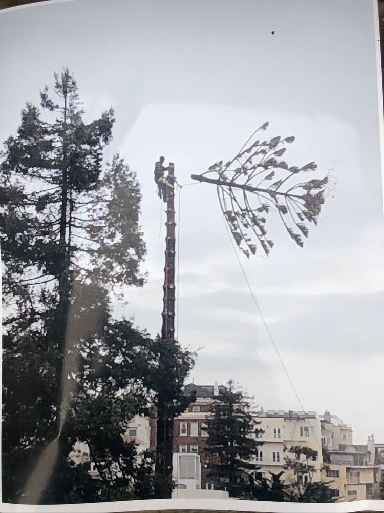 Contra Costa Tree & Stump Removal - tree service in El Sobrante, CA