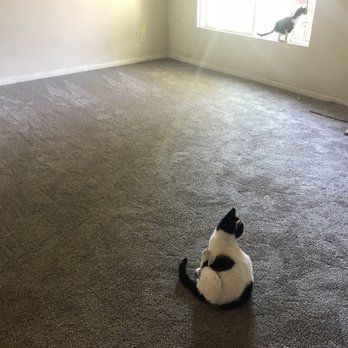 A & E Flooring & Carpet Sales - My living room with the new carpet and my pets enjoying their new space. - Flooring Near Me - Long Beach, California