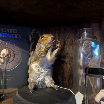 Prometheus Esoterica - Squirrel taxidermy - Antiques Near Me - Winter Park, Florida