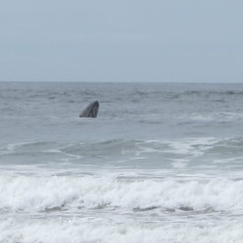 Shi Shi Beach - Hunchback Whale. - Parks Near Me - Neah Bay, Washington