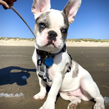 Got Frenchie? - Pet Breeders Near Me Got Frenchie? - Pet Breeders Near Me