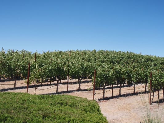 William Hill Estate Winery by null